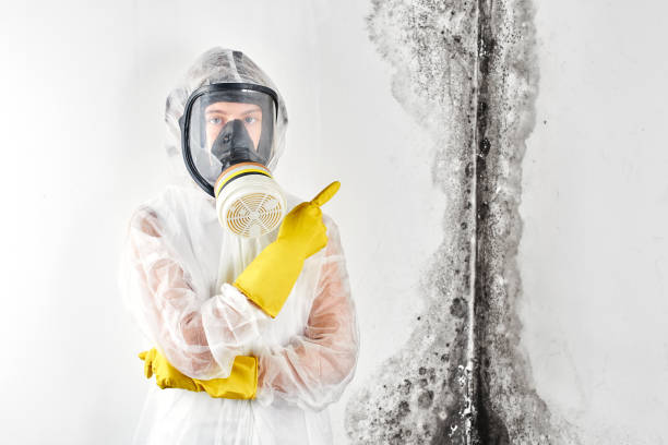 Best Commercial Mold Inspection  in South El Monte, CA